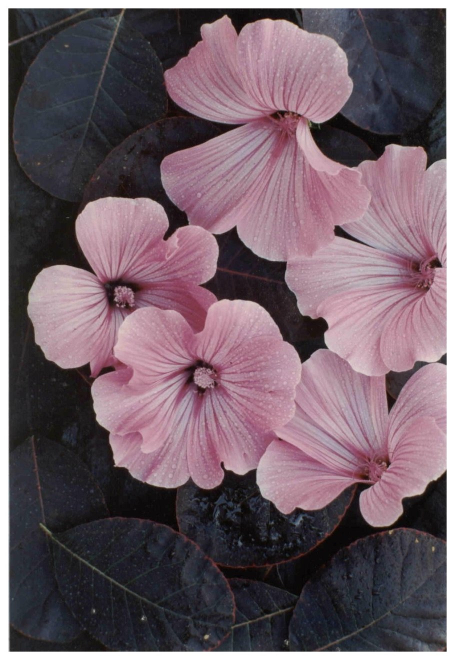 Лаватера Лавлайнс