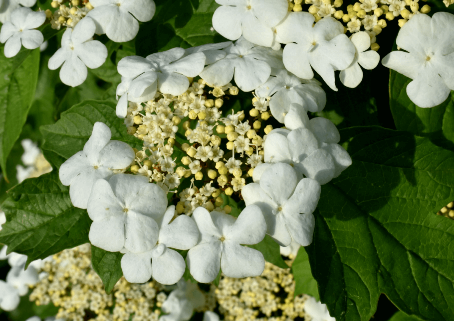 Калина красная соцветие