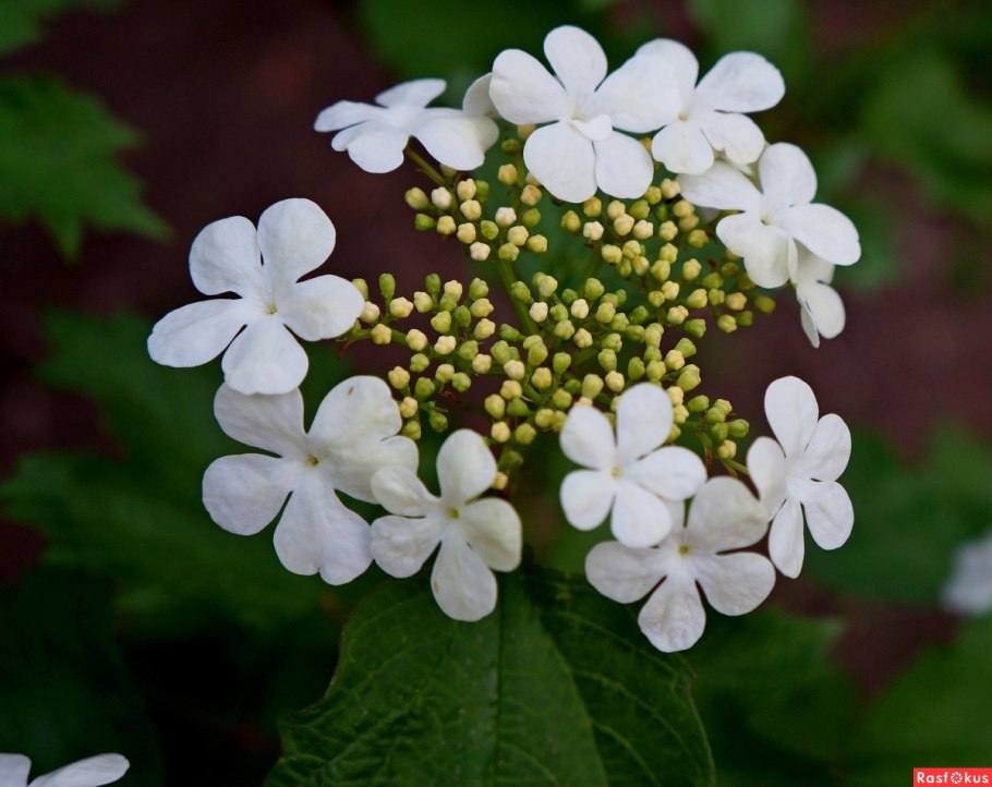 Калина обыкновенная (Vibúrnum ópulus)