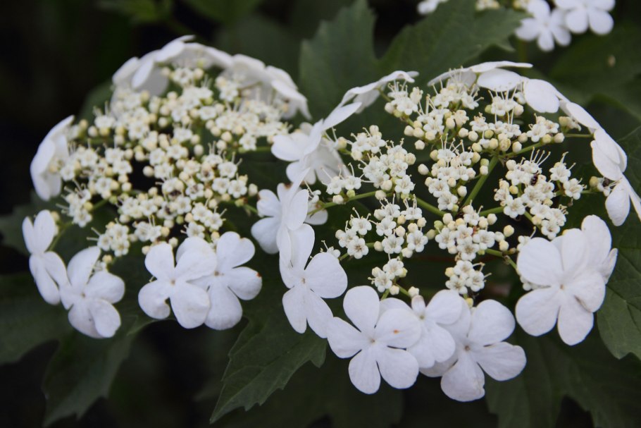 Калина бульденеж соцветие