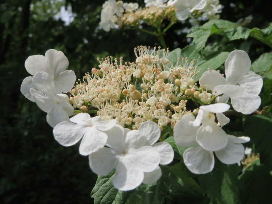 Вибурнум опулюс