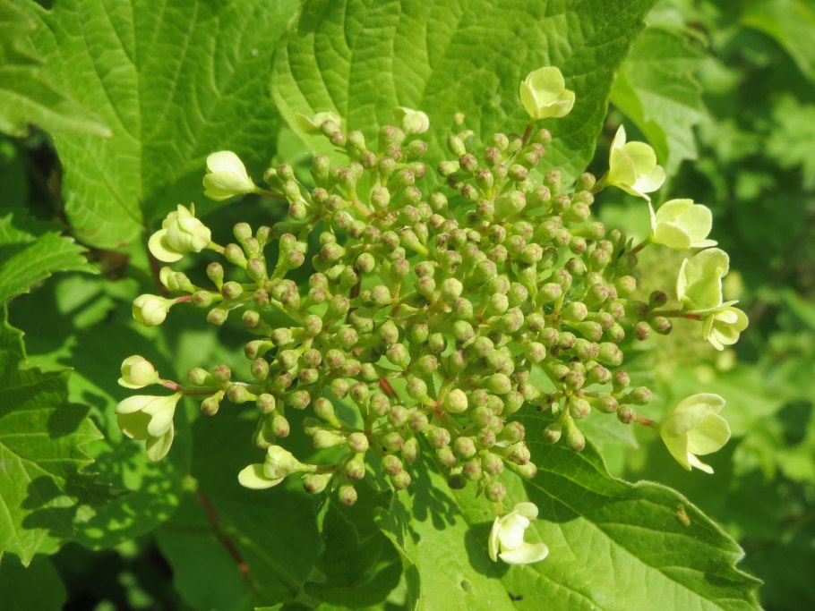 Калина (Viburnum)