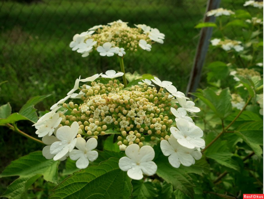 Вибурнум Сноуболл
