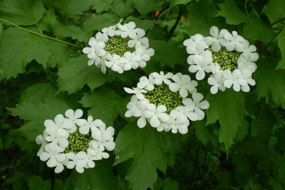 Калина обыкновенная Viburnum opulus