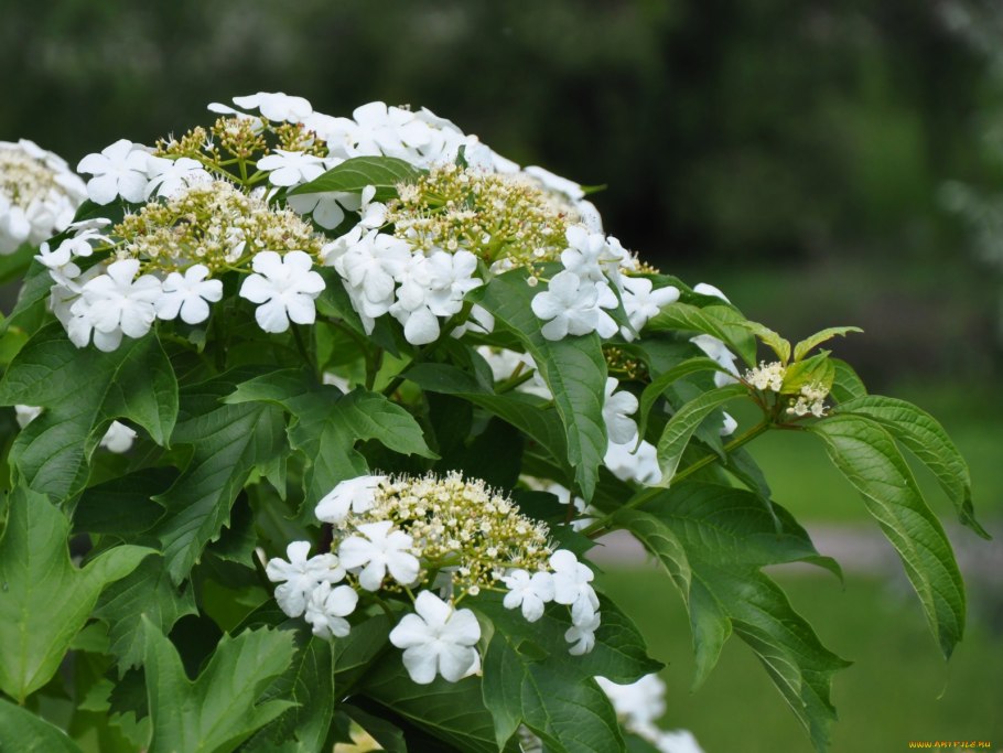 Как цветет Калина