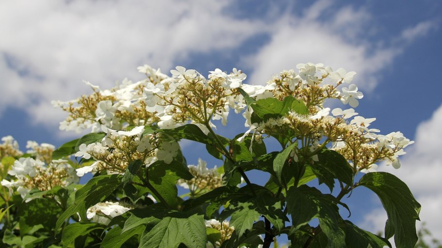 Калина обыкновенная 'Roseum'