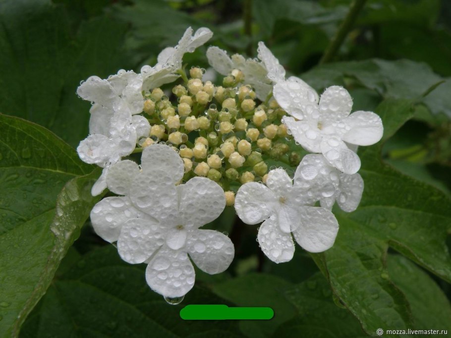 Калина красная соцветие