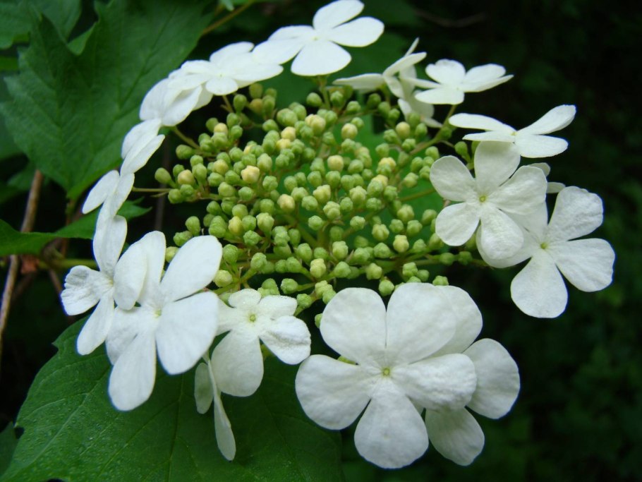 Калина Сарджента