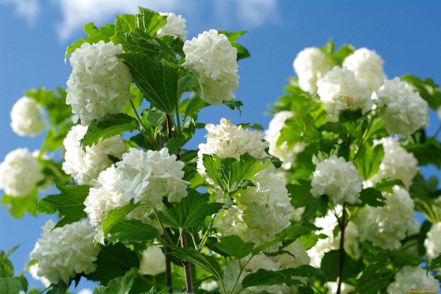 Калина вибурнум