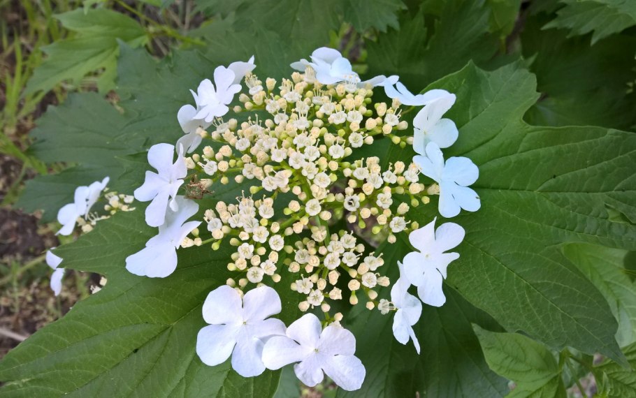 Калина цветки маленькая