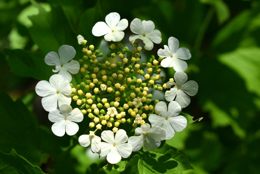 Калина красная соцветие