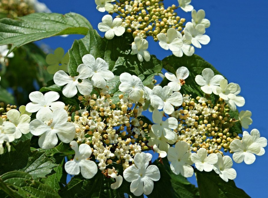 Цветы калины