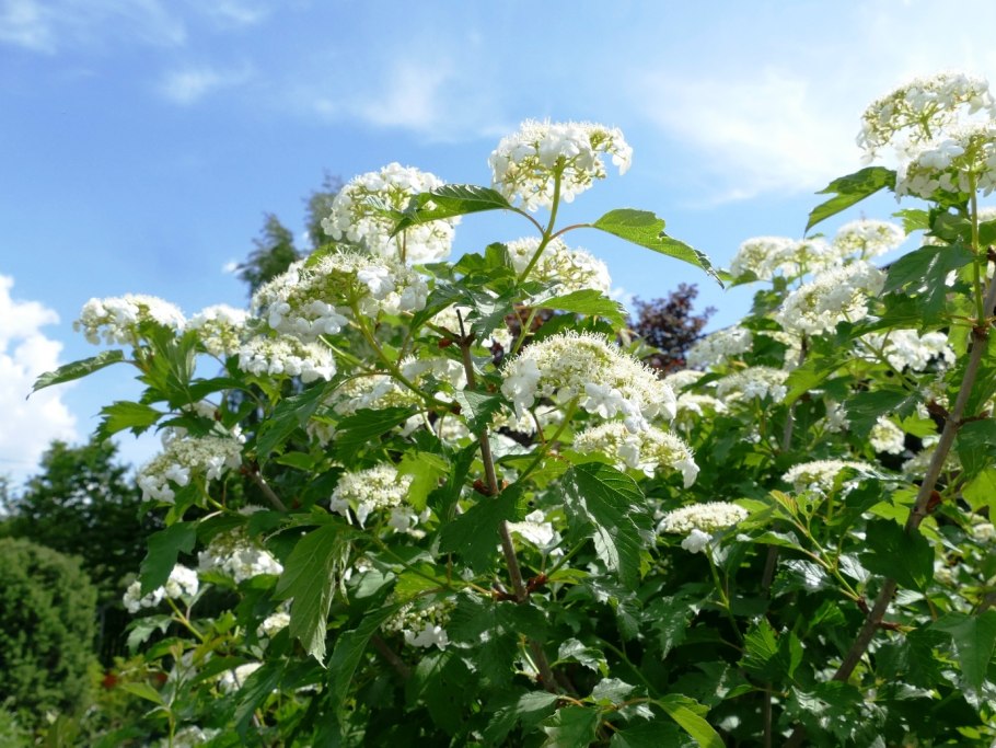 Цветущая Калина вибурнум