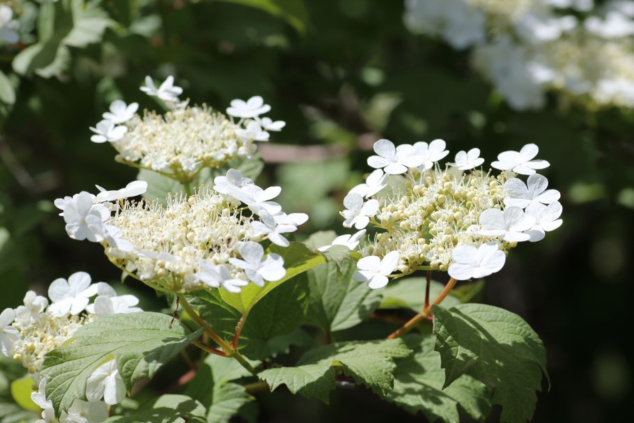 Кора Калина обыкновенная Viburnum opulus