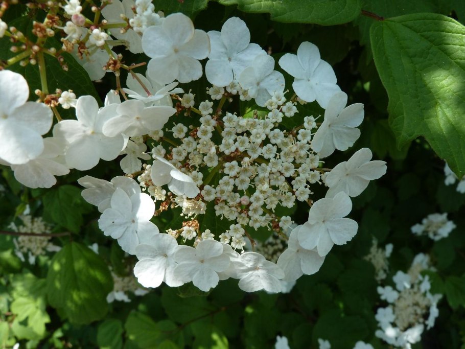 Калина Саржента куст