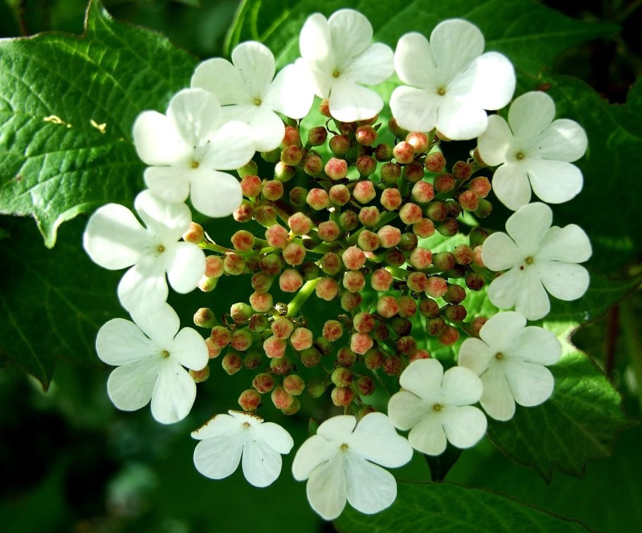 Калина обыкновенная (Vibúrnum ópulus)