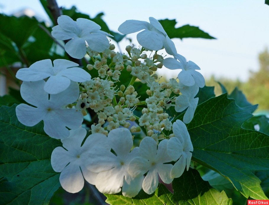 Калина обыкновенная цветение