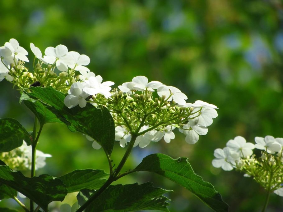 Калина красная соцветие