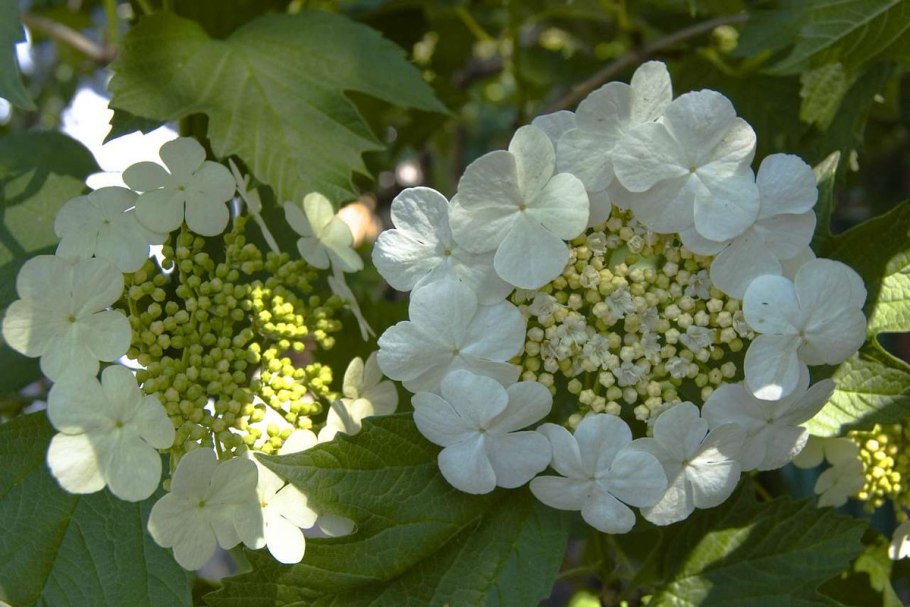 Калина обыкновенная листья