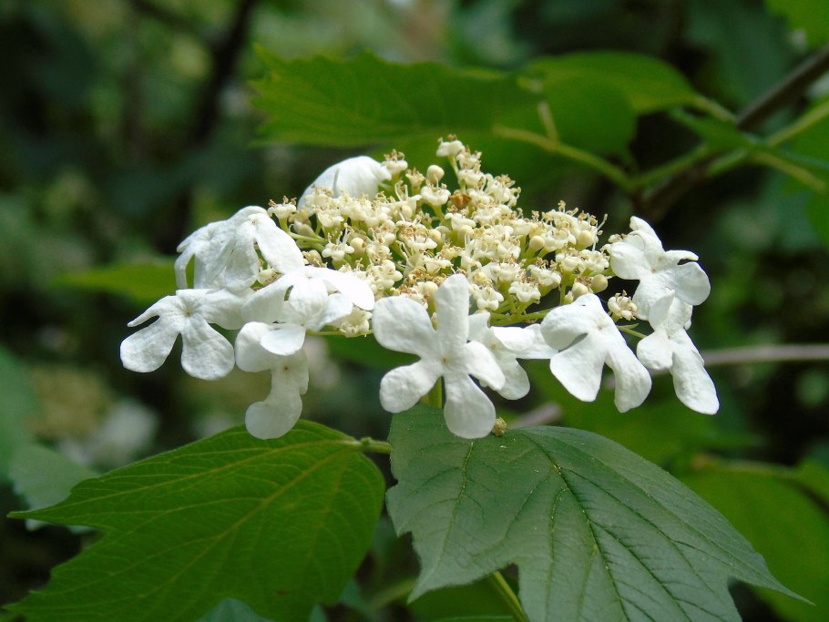 Калина обыкновенная цветение