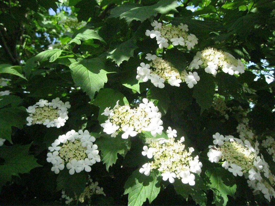 Калина бульденеж