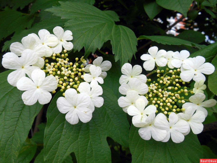 Цветущая Калина вибурнум