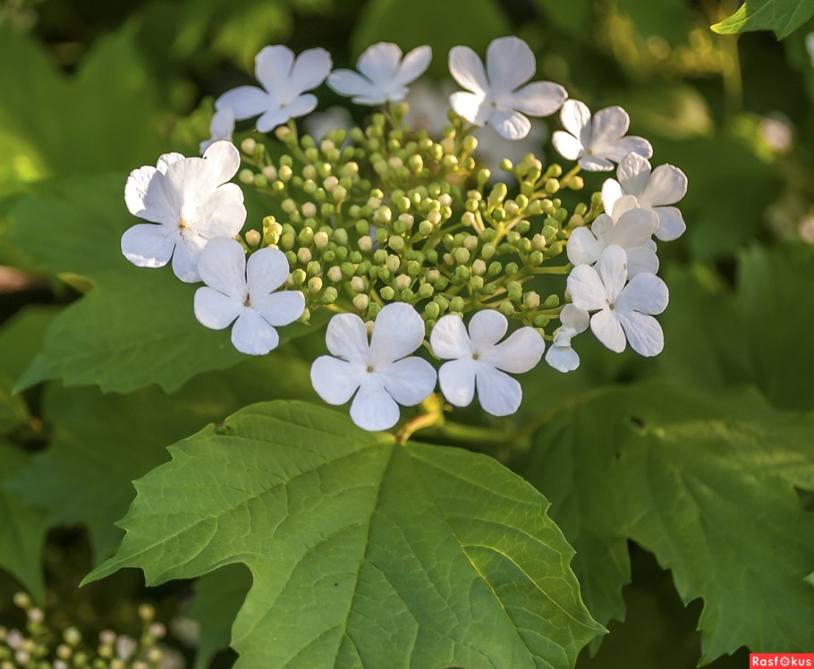 Калина соцветие