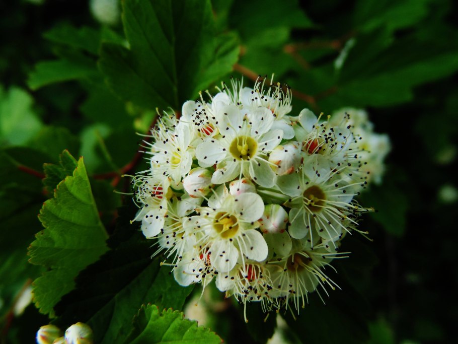 Калина обыкновенная цветет