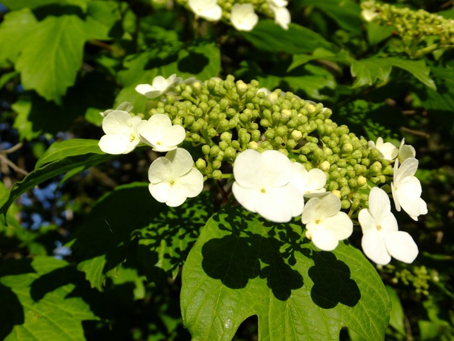 Калина обыкновенная Eskimo