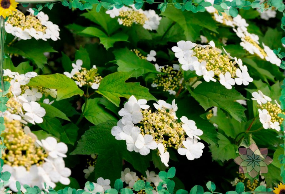 Калина цветет