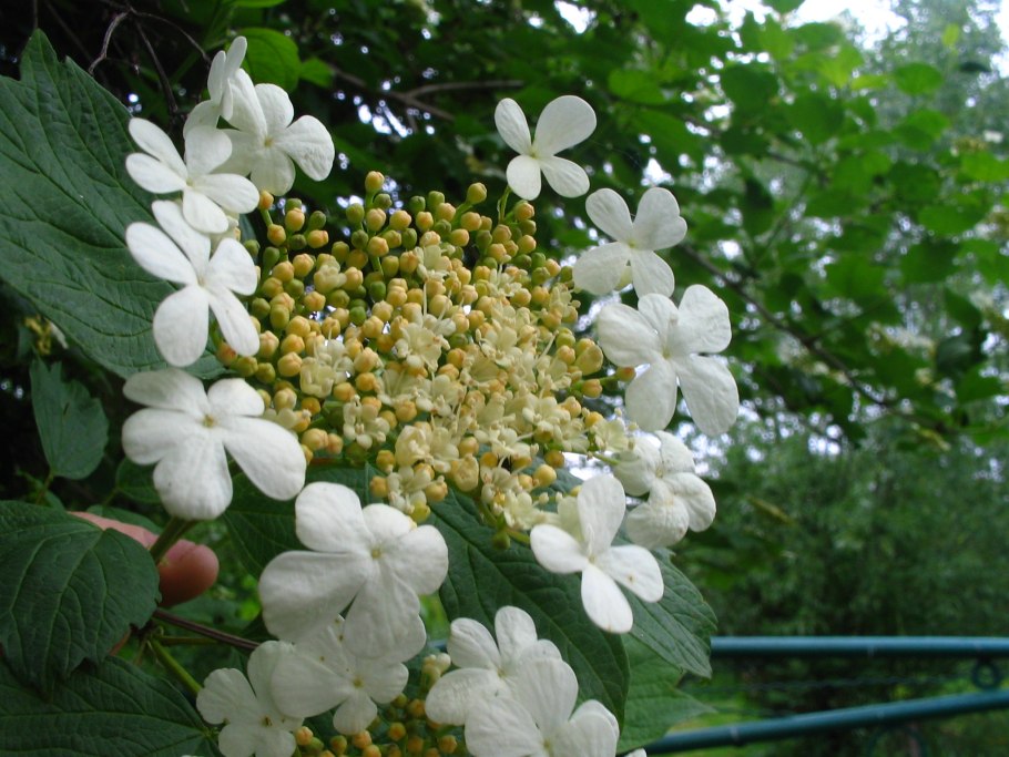 Калина обыкновенная (Viburnum opulus l.)