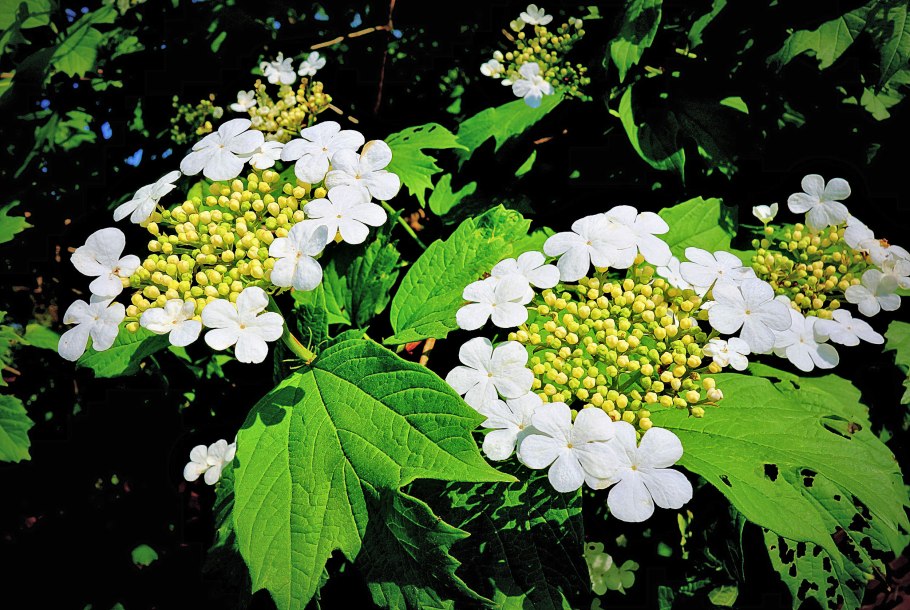 Калина обыкновенная цветы