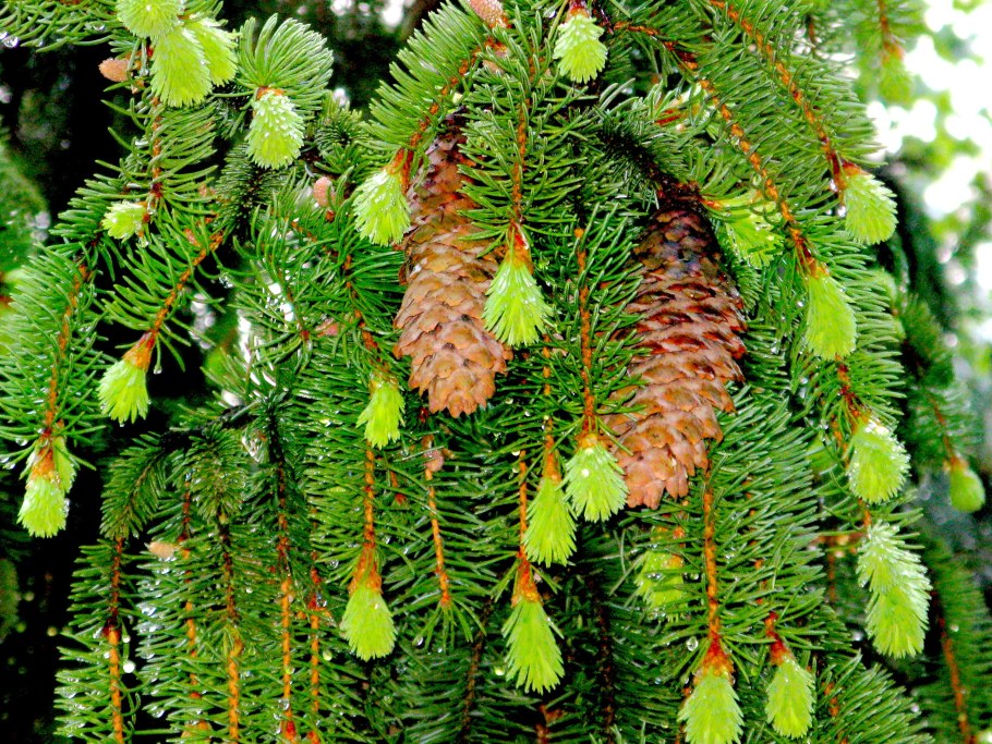 Лиственница иголки и шишки