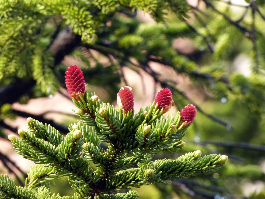 Ель европейская Picea Abies