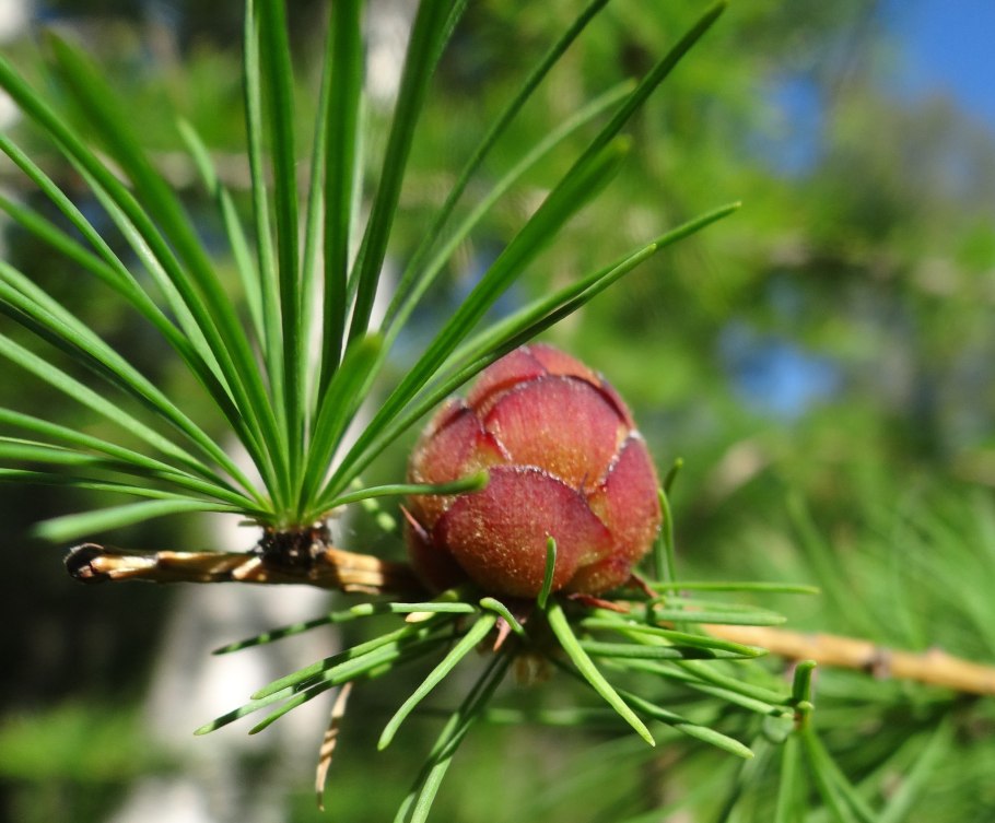 Кедр Гималайский шишки