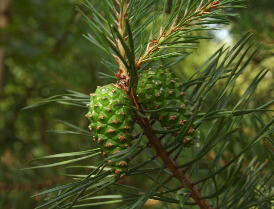 Pinus sylvestris