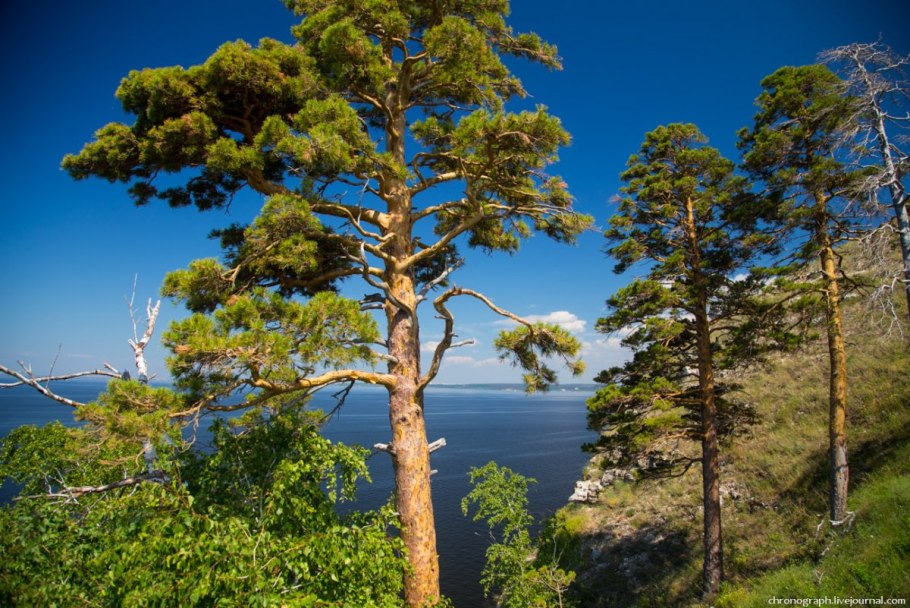 Сосны самарская область самара