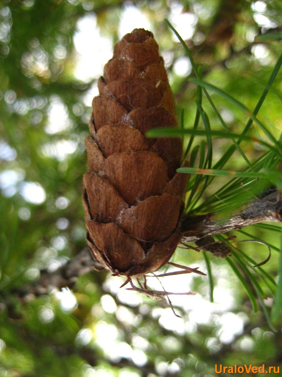 Хвойные деревья Приморского края