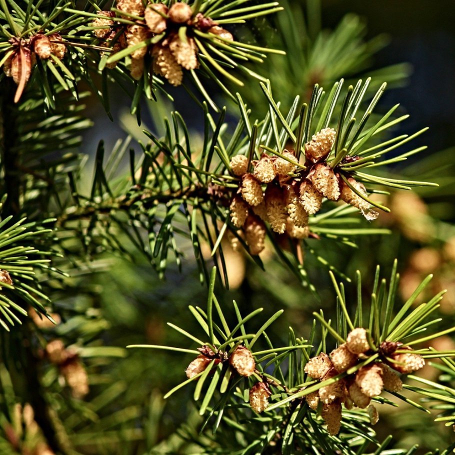 Разнообразие хвойных растений