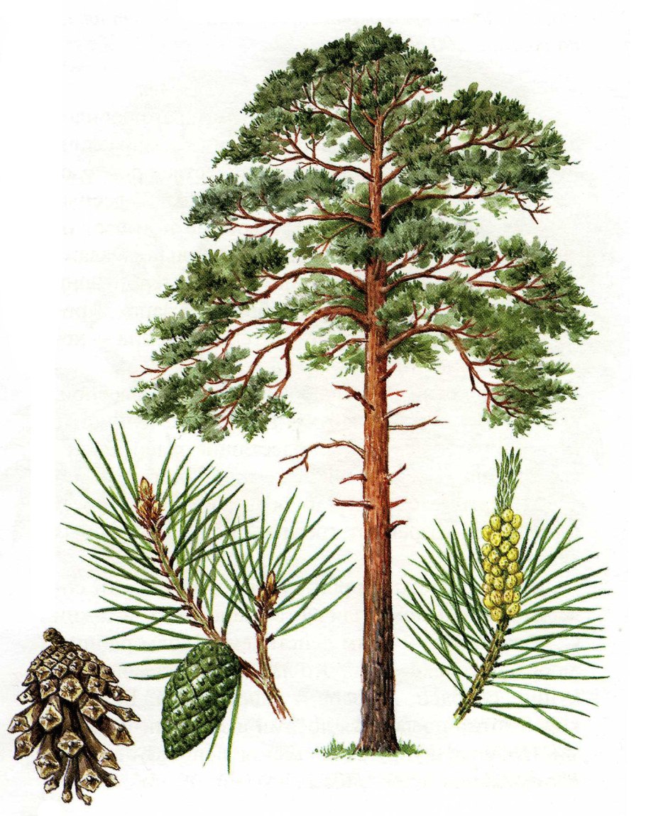 Семенные растения отдел Голосеменные растения