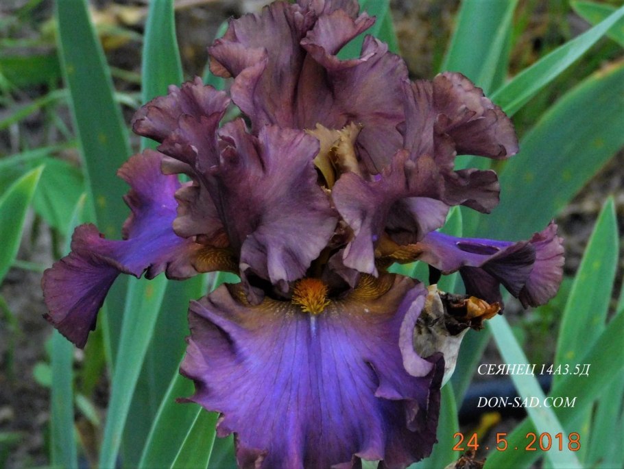 Ирис карликовый "Anubis"