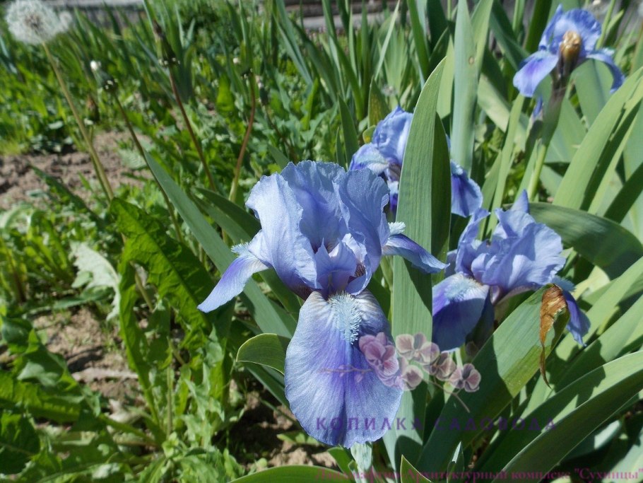 Ирис pumila truly