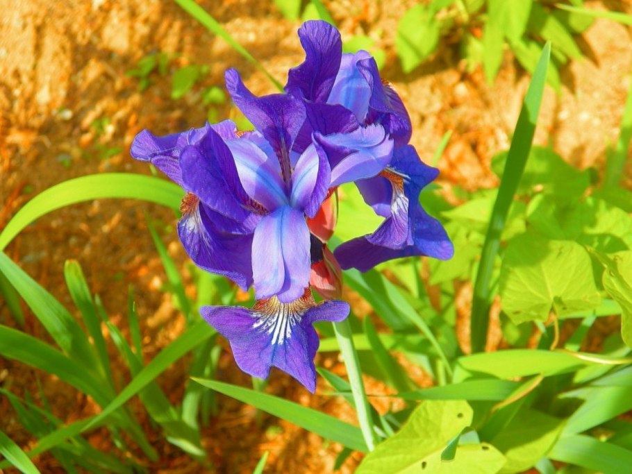 Карликовый Ирис "kinky Boots"