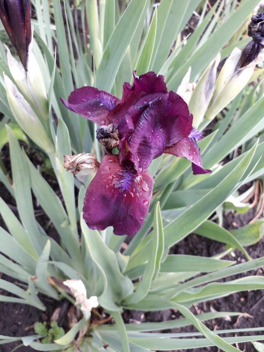 Сколько стоит Ирис шоколадный