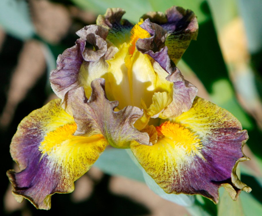 Ирис карликовый рейнджер