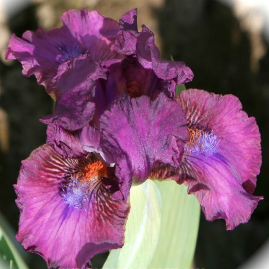 Ирисы панорамное фото