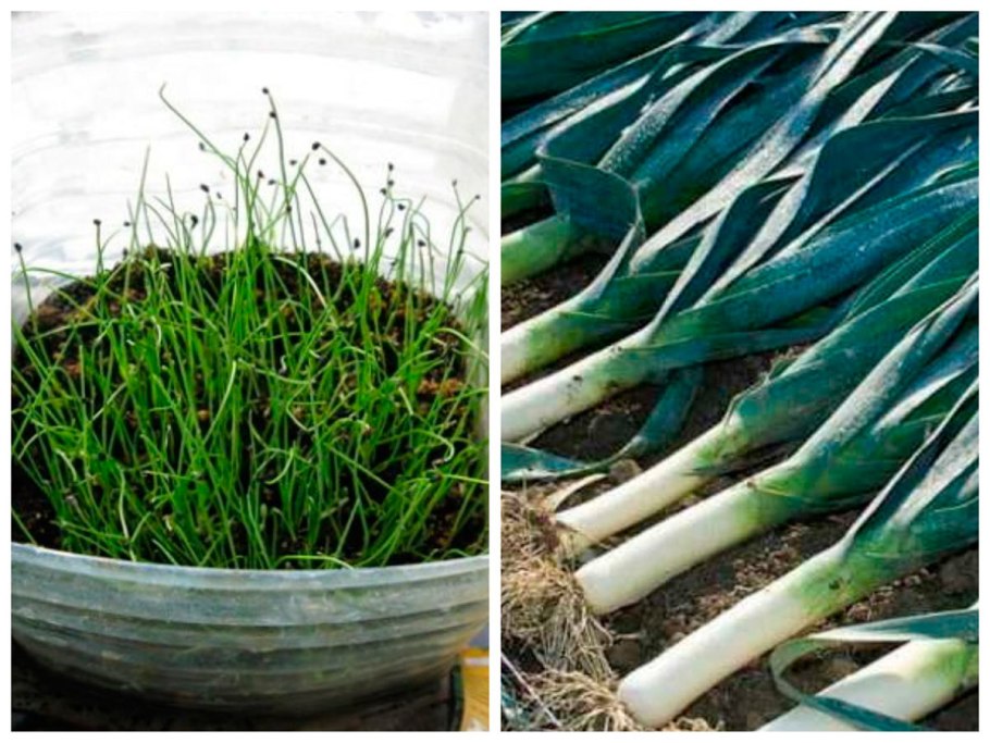 Порей Карантанский