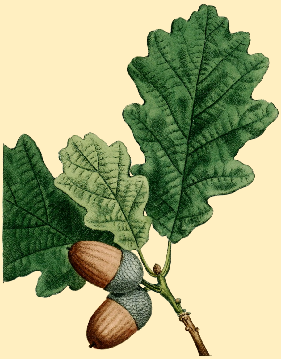 Дуб обыкновенный (Quercus Robur)