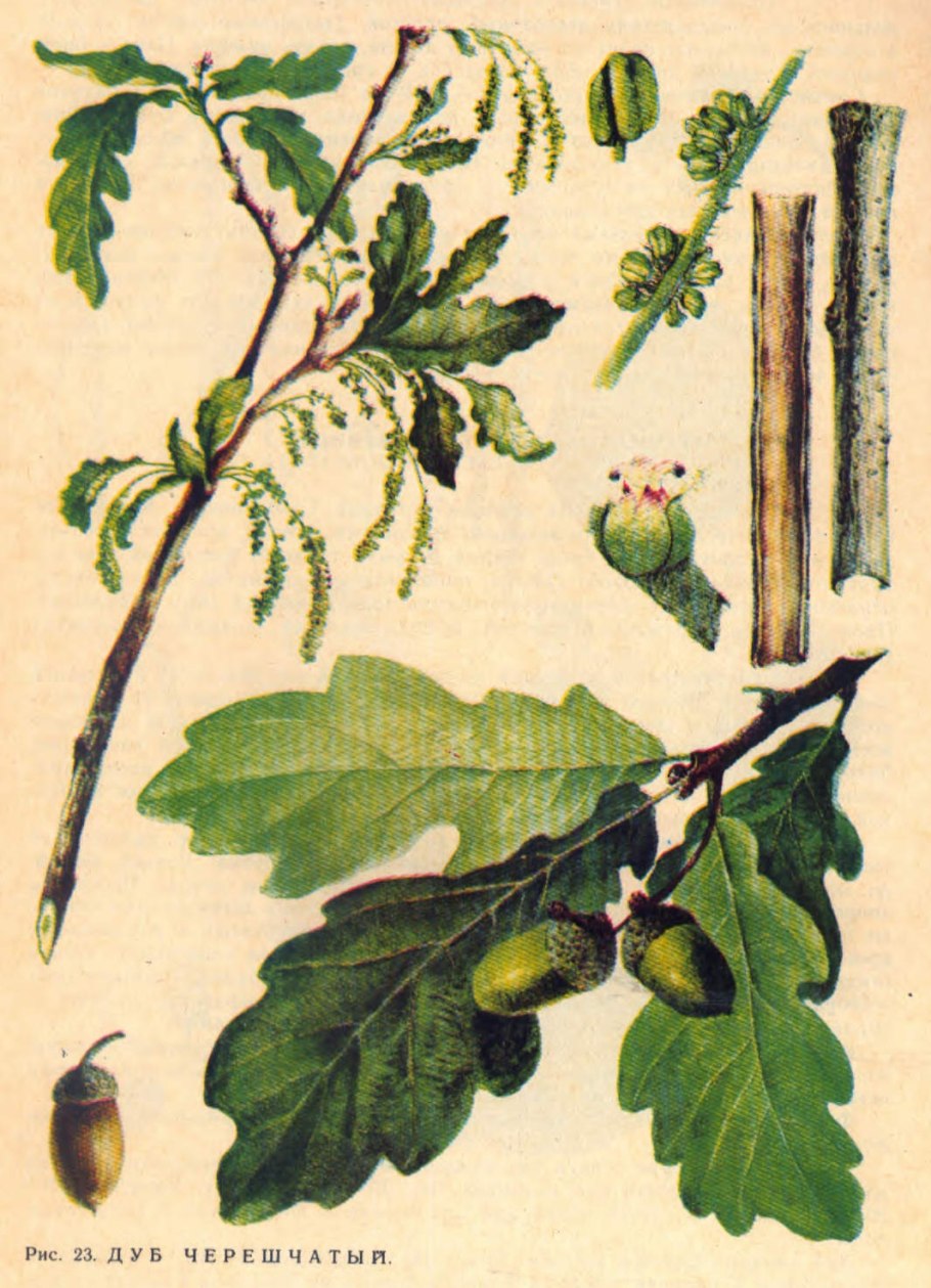 Дуб черешчатый кора