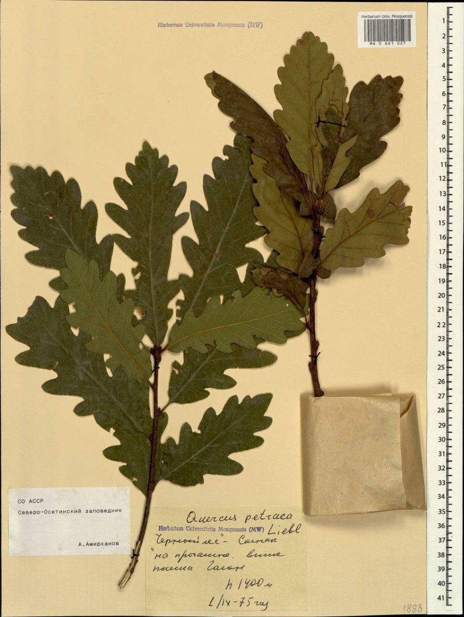 Дуб скальный гербарий